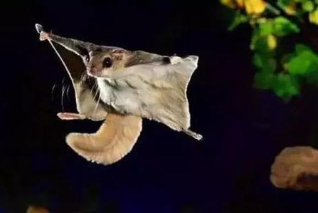 陕西天坑群发现飞鼠,一跳可飞百米远,原来它就是传说中的寒号鸟