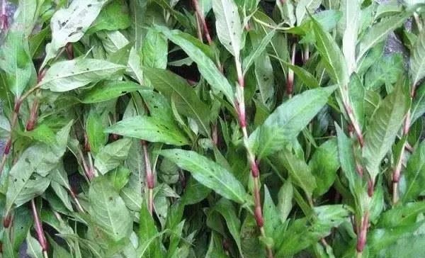 这种野草就是"辣蓼草",辣蓼草能直接决定酿酒的酒水