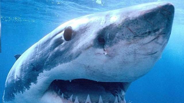 白鲨吞大海龟惨被噎死, 网友表示不相信|大白鲨|大海龟|鲨鱼_新浪新闻