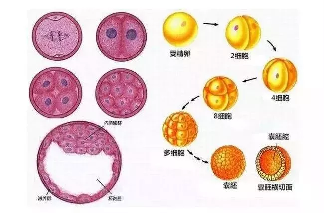 蛙囊胚早期结构图图片