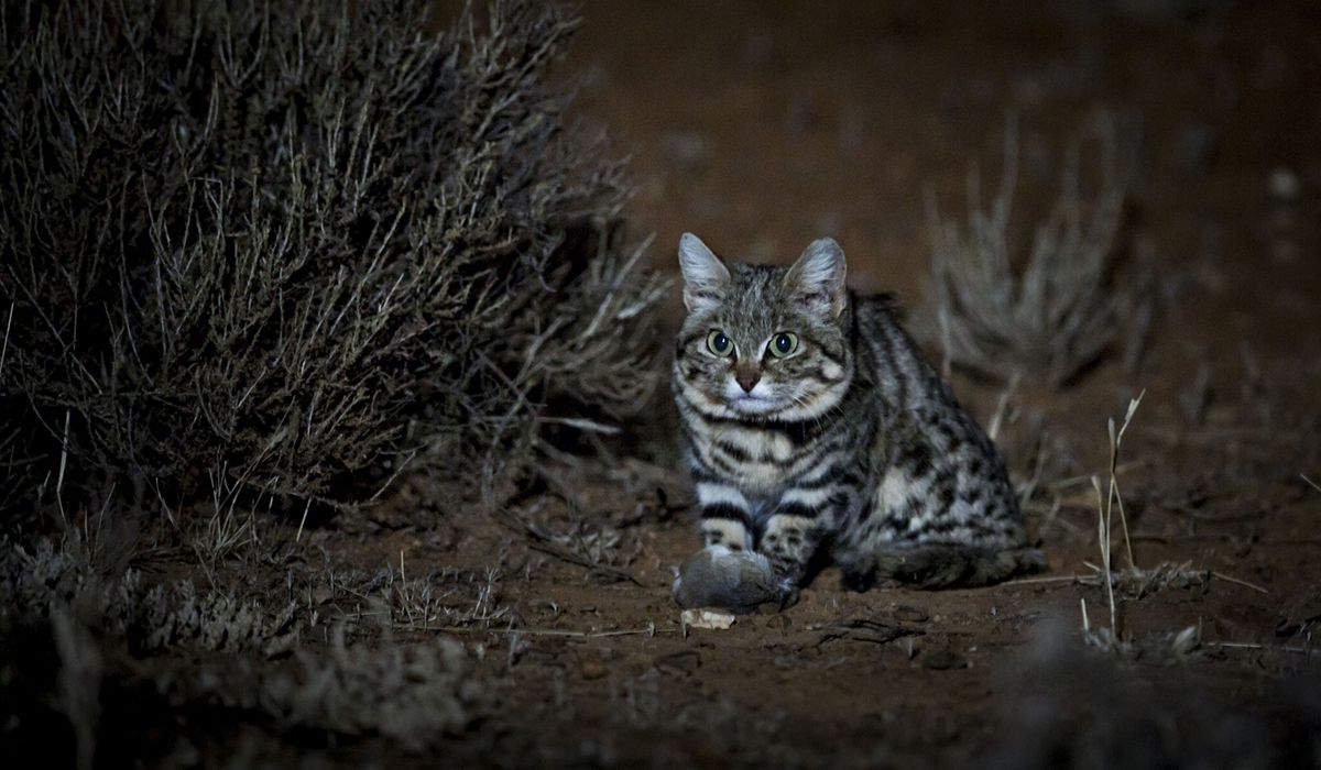 浅谈黑足猫的生活习性可爱外表下是致命的杀伤力