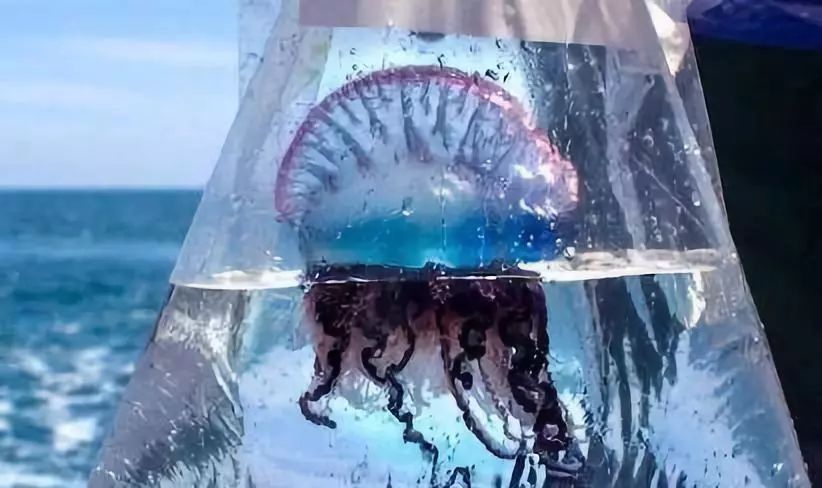 越美丽的东西越危险～看着无害的水母当然要有自己的保命和求生技能