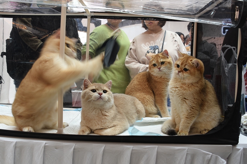 洛阳举行世界名猫展 名贵品种猫前来参赛