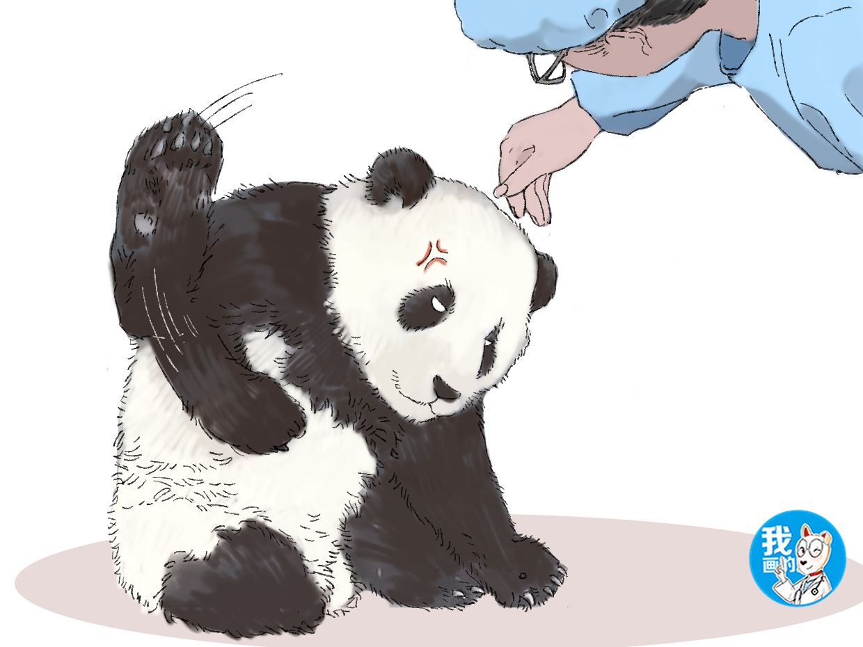 国宝熊猫躲在角落里生闷气,饲养员上前想要安慰,却碰了一鼻子灰