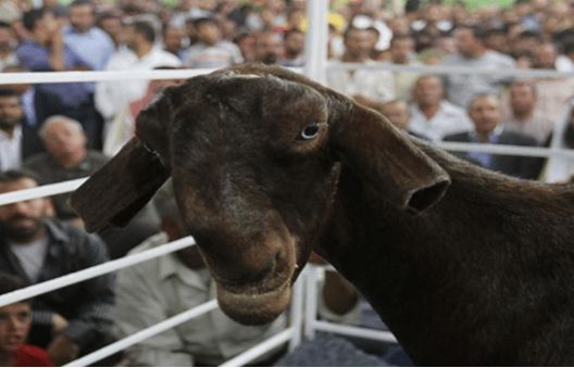 世界最丑山羊简直丑出天际全身是宝售价一只卖到45万元