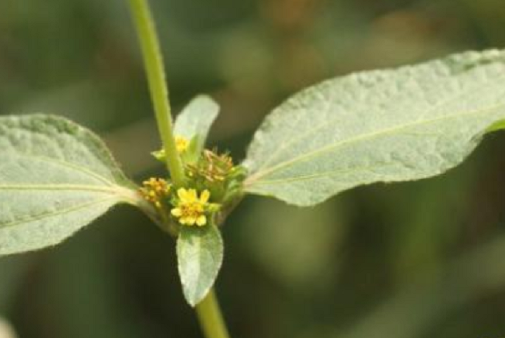 农村荒地上常见的野草,名字霸气叫"金腰箭",有没有认识的?