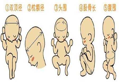 股骨长度决定身高吗?医生调查得出结论:影响因素还有更多