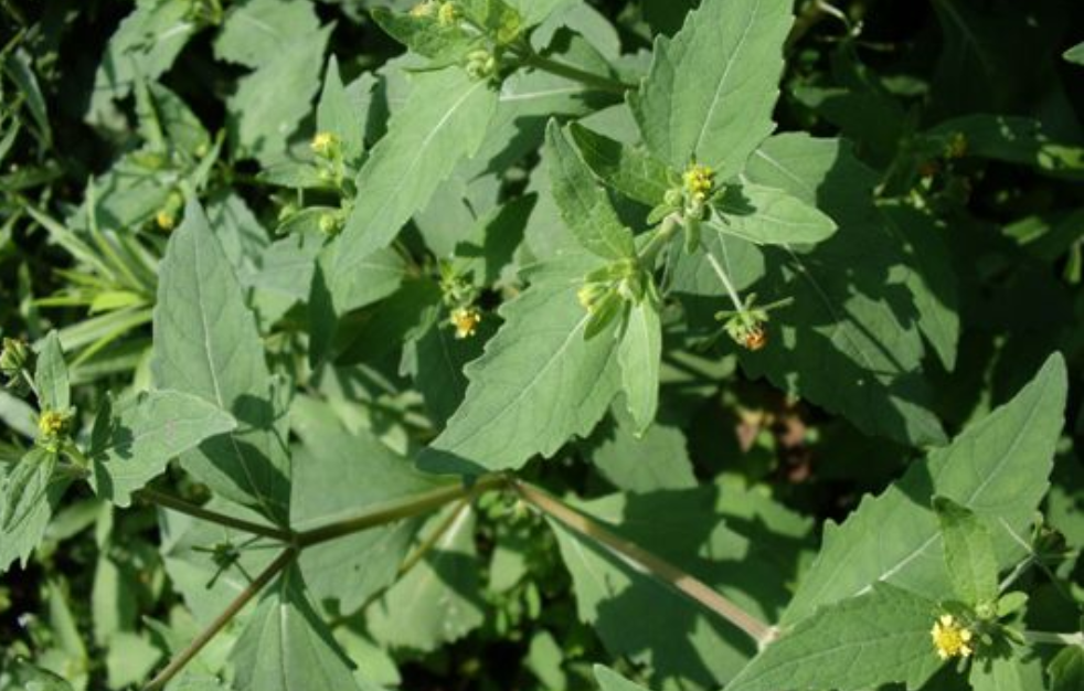 农村一种喜欢粘人的野草人称豨签草却是祛风湿常用药材