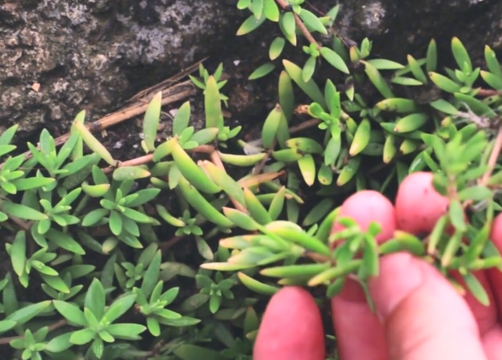 農村這種多肉植物一年三季長得很茂盛沒想到還是一種止血草藥