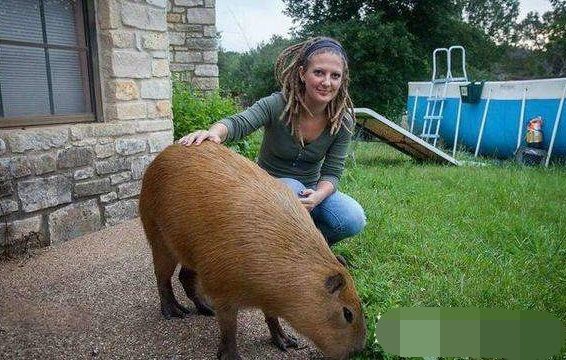 女子养了一只大老鼠,重100多斤,每次上街回头率百分之一百