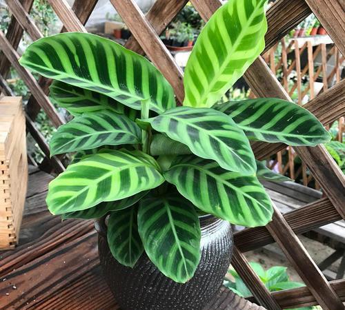 盆栽竹芋,精巧又美丽,叶似大苹果,片片像猫眼,家里瞬间高大上
