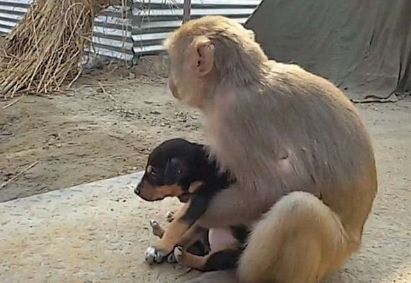 猴子抱住街上的流浪狗,大家以为它会攻击,但下一幕感动所有人!