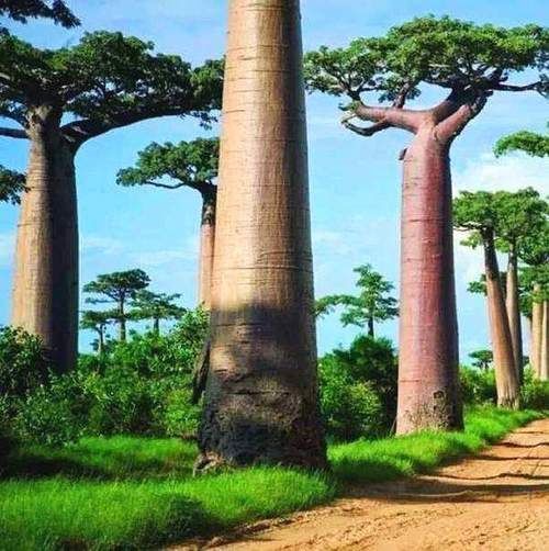 高大的树木品种图片