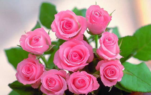 喜欢菊花,不如养盆"优良玫瑰"和音玫瑰,粉嫩少女心,娇巧迷人