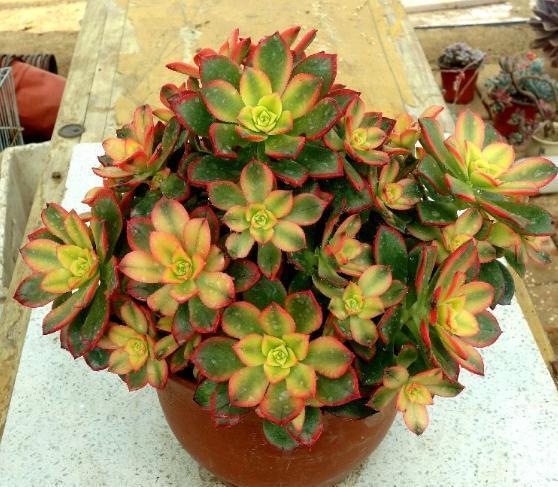 多肉植物艳日辉养出状态色彩斑斓但叶片容易有疤痕太讨厌