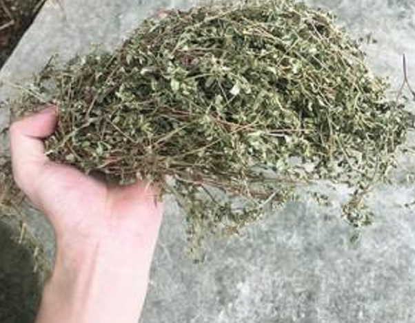 农村常见的卧蛋草,如今是一味珍贵药材,若是见到还请珍惜