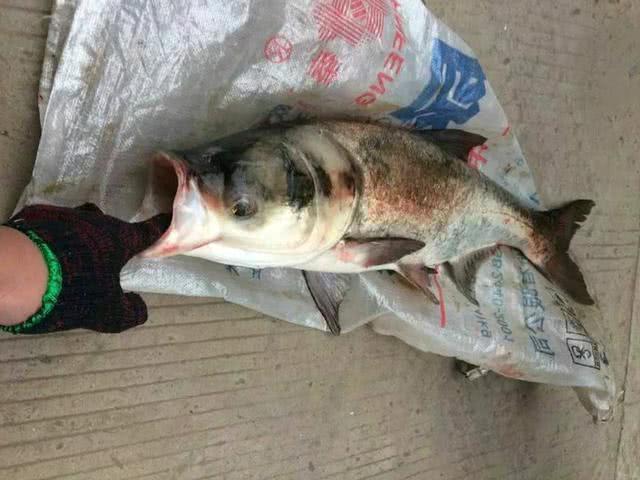 带了一大盆饵料去水库钓鱼,一共钓了两条鲢鱼回家,是不是赚大了