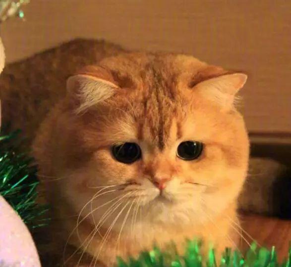 大黄猫和橘猫之间的是一样的吗？|黄猫|猫|橘色_新浪新闻