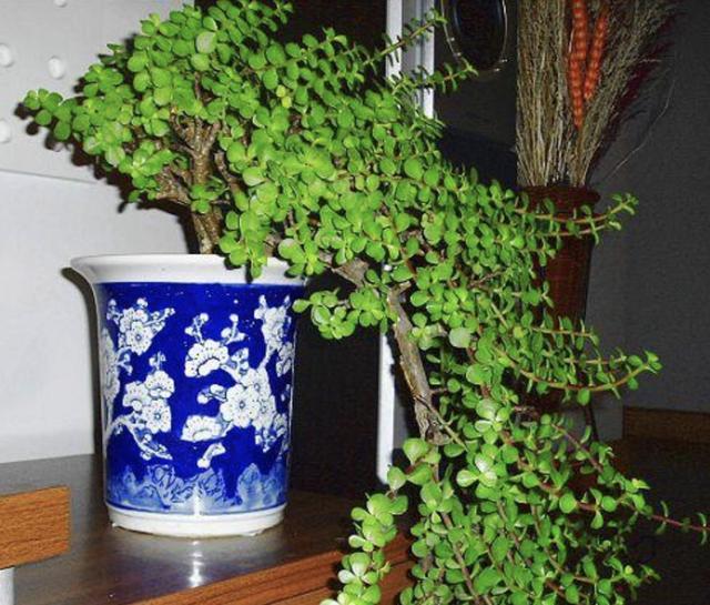 3种植物奇特虽生长在山上却能养成盆景树名贵