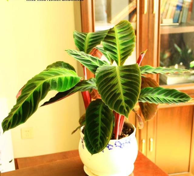 盆栽竹芋,精巧又美丽,叶似大苹果,片片像猫眼,家里瞬间高大上