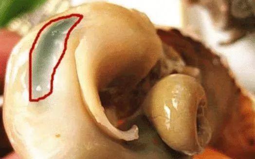 海螺的尾部是"精华"还是"屎",不懂别乱吃