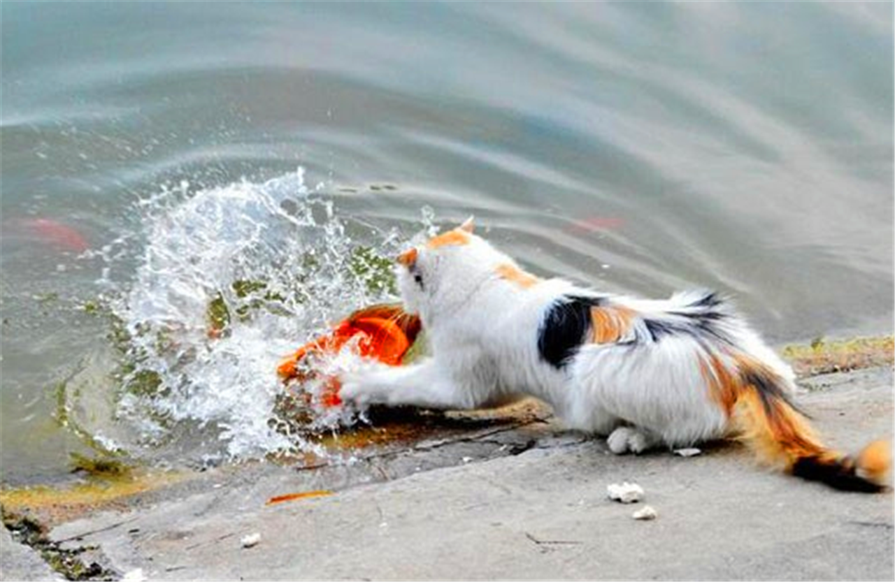 主人寻猫至鱼塘边,爱猫一脸威风衔着肥鱼朝自己走来