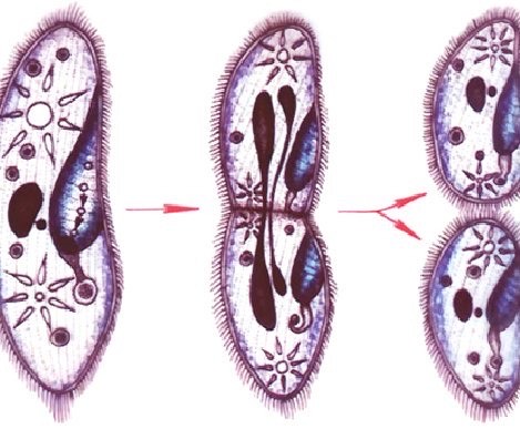 人类在进化之路上为什么没有选择无性繁殖?__财经头条