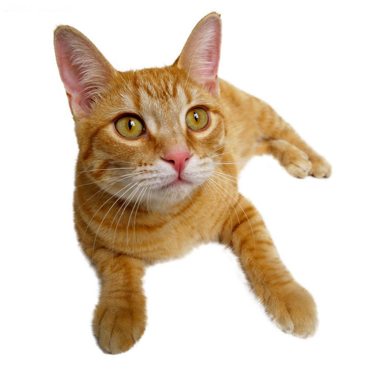 大黄猫和橘猫之间的是一样的吗？|黄猫|猫|橘色_新浪新闻
