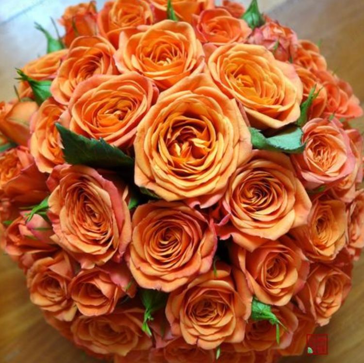 喜欢菊花不如养盆高档玫瑰帕特奥斯汀国际优秀月季美丽