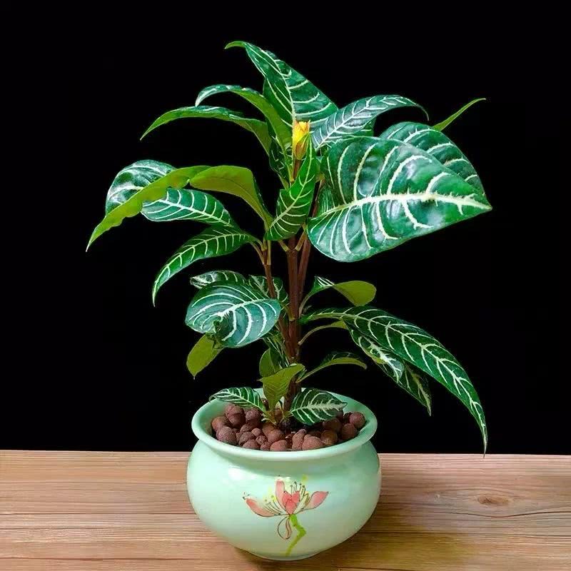 家里光照不充足就养这五种好看又好养的喜阴植物