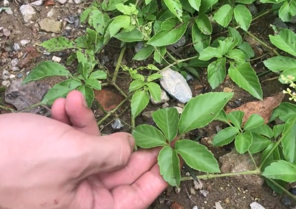 长得随处可见的五爪金龙老农用来治咽喉痛可惜很多人不懂