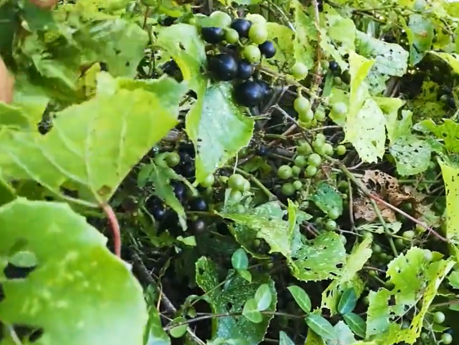 紫得发黑的山葡萄农村人一见就流口水在城里根本买不到