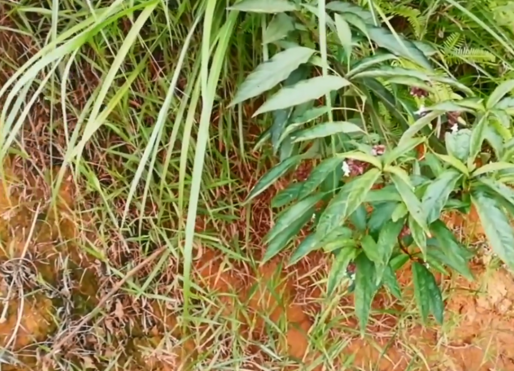 农村一种民间常用草药,俗称"鬼灯笼",药用用途多到数不过来