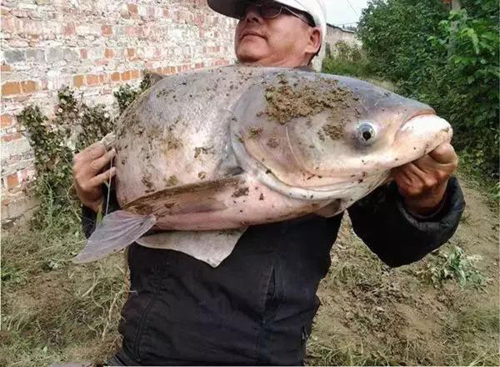 此种鱼最蠢,一张大嘴吃"滤食"钓法简单关键在于饵料