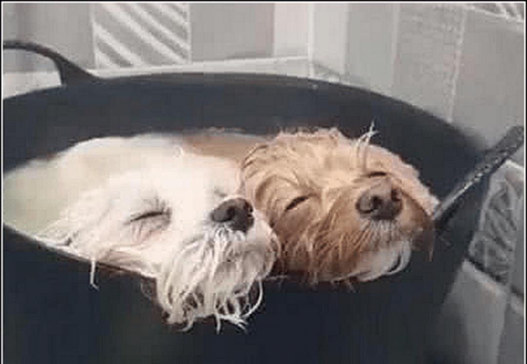 女主给狗狗洗澡, 放完热水有急事就出门了, 回来一看傻眼了