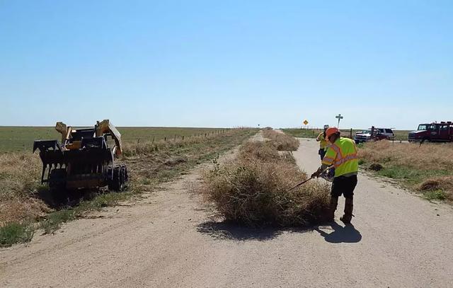 风滚草的生存之道哪有什么坚强励志全靠野蛮入侵
