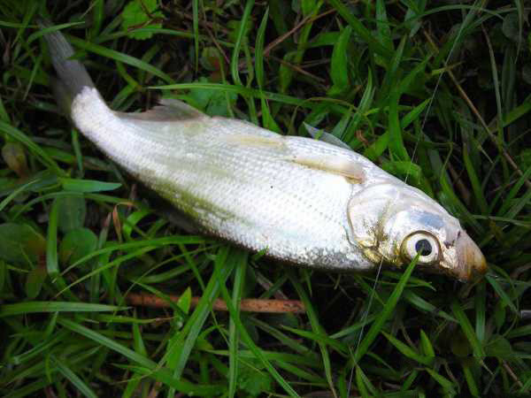 小钩细线抽翘嘴它是水中掠食者有着修长的身材一张贪吃大嘴