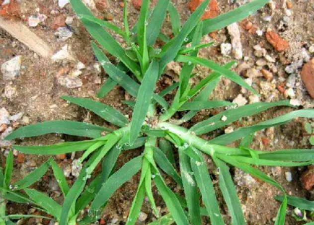 农村遍地可见的牛筋草过去遭农民嫌弃现在却还有这种妙用