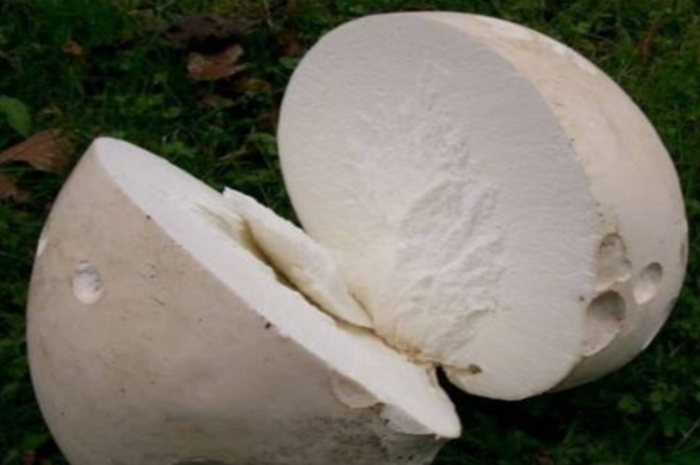 此野生菌十分珍贵,炒食嫩如豆腐,长老了却是天然"止血药"