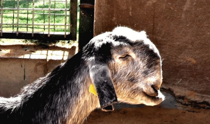 世界"最丑"的山羊,一头就值一辆宝马,网友:这是长残了?