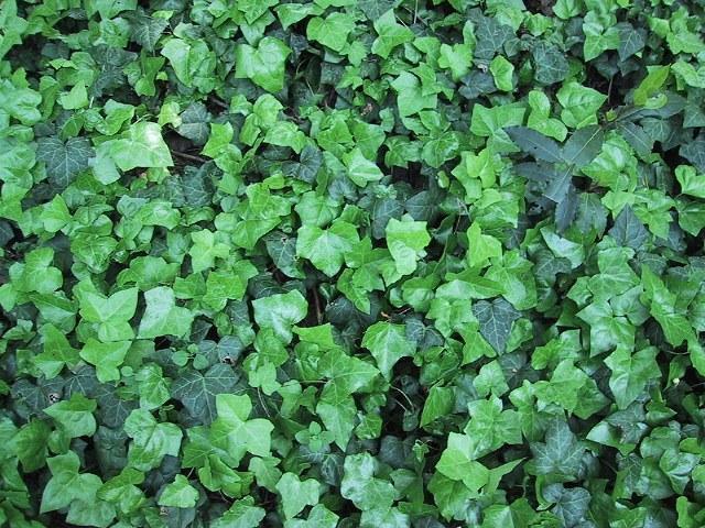 叶子墨绿喜欢攀爬,常春藤神奇之处,给根枝条顺着爬|常春藤|养殖|植物