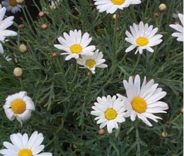 喜欢菊花,不如养盆"玛格烈菊",如梦幻般的色彩,千娇百媚