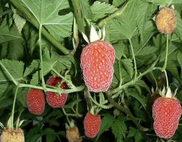 植株可以长出来果子,这种果子别名比较多,像覆盆,覆盆莓,树莓,木莓