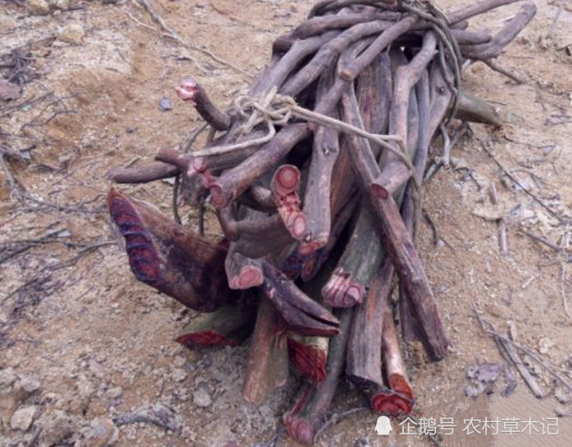 它便是珍贵的"鸡血藤",常生于山坡,请珍惜,别砍去当柴火