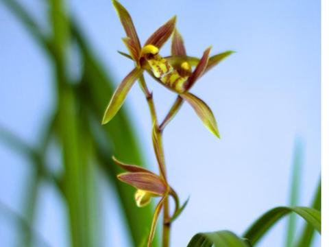 秋芝和送春是一样的套叶兰，很多人都分不清楚|秋芝|亚高山|叶片|独苗|套叶兰_新浪新闻