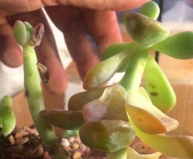 为什么说大部分朋友的多肉植物都是浇水过多淹死的呢其实很简单
