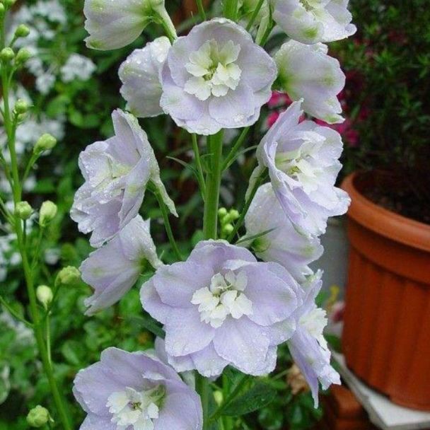 喜欢菊花,不如养盆"玛格烈菊",如梦幻般的色彩,千娇百媚