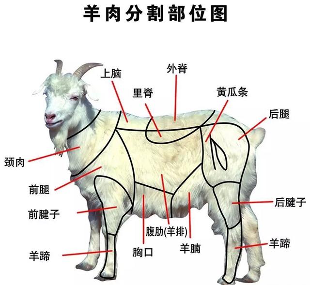 羊悬筋在羊脚位置图图片