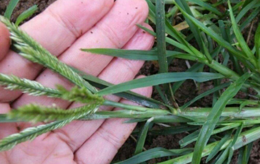 食盐少许,十二小时内服尽闽东本草2治脱力黄,劳力伤,治瘵牛筋草连根洗