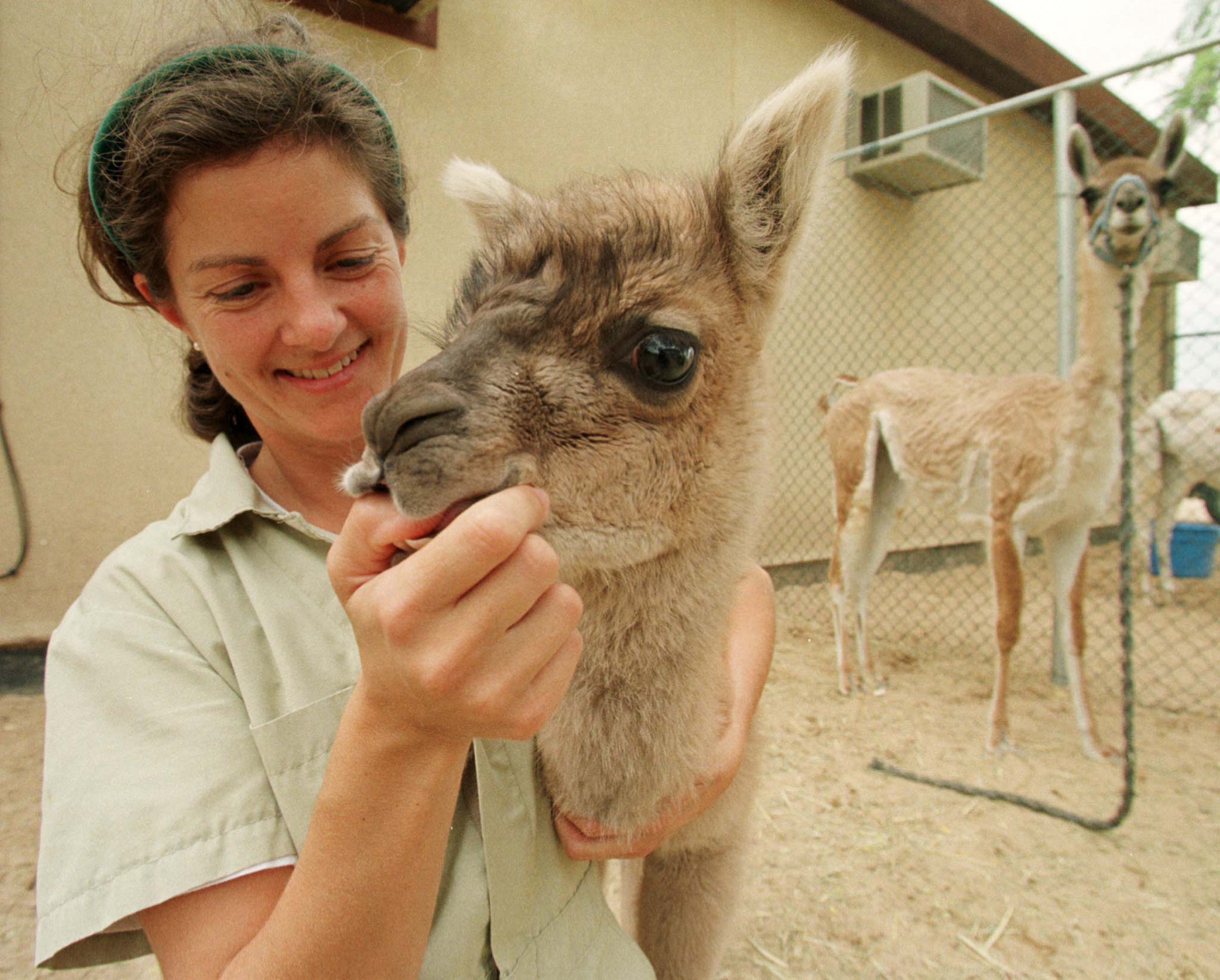 世界上最著名8大杂交动物,都没有生育能力,最后那个你可能吃过
